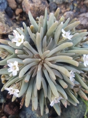 Claytonia exigua
