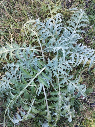 Alcachofra