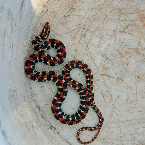 Elegant Ground Snake