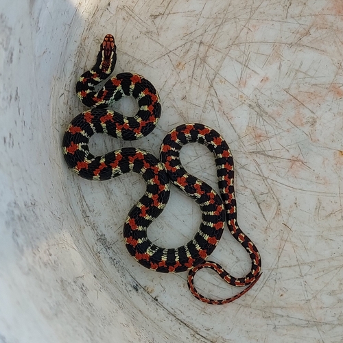Elegant Ground Snake