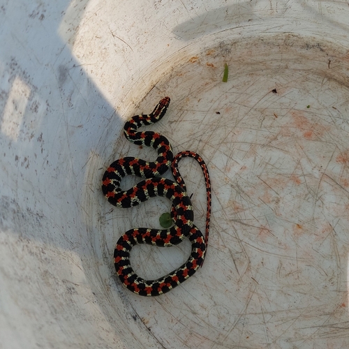 Elegant Ground Snake