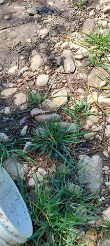 Elegant Ground Snake