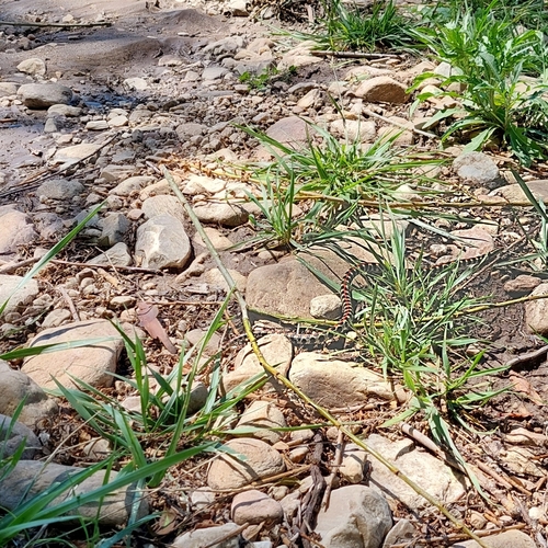 Elegant Ground Snake