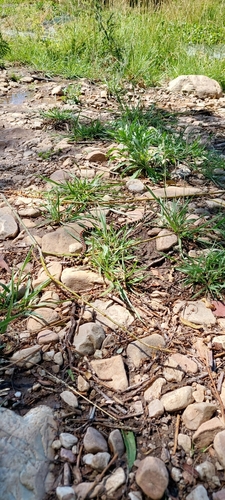 Elegant Ground Snake