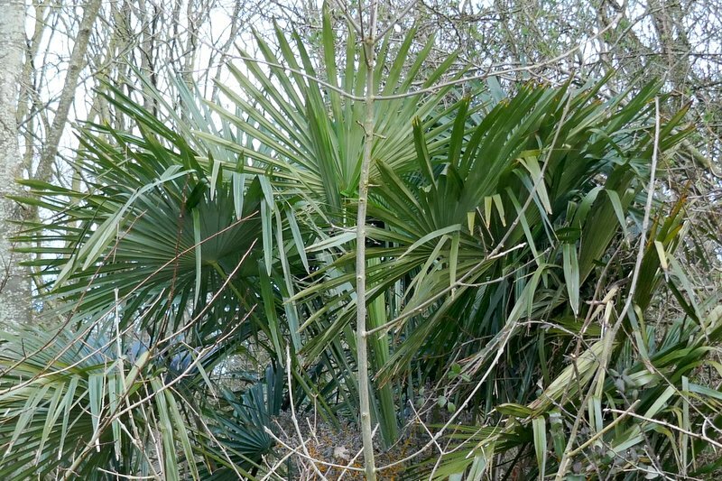 Imagem de Palmeira-de-leque