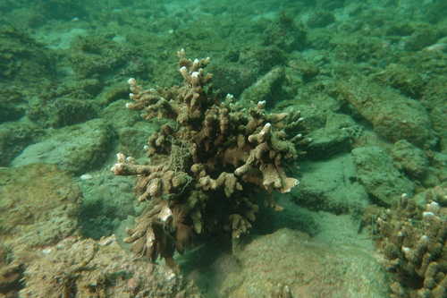 Montipora angulata observed 2023-03-11