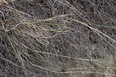 Muehlenbeckia ephedroides