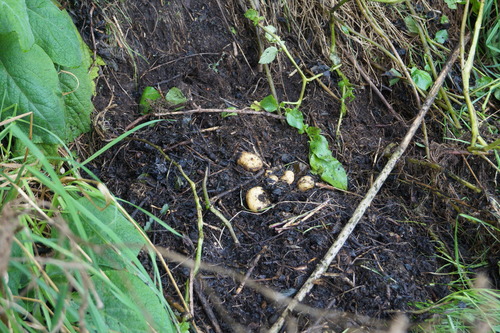 Solanum tuberosum
