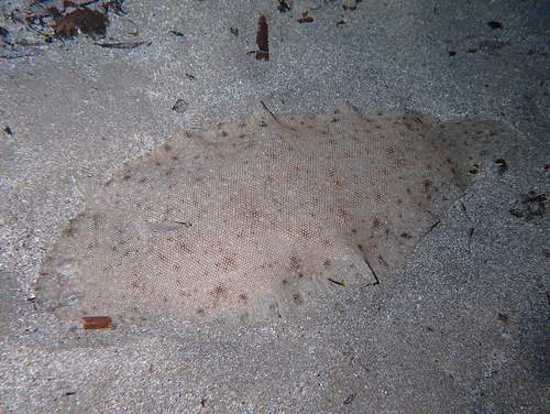 Senegalese sole (Solea senegalensis) — Soleidae — 3