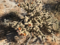 Cylindropuntia wolfii