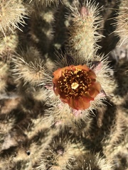Cylindropuntia wolfii