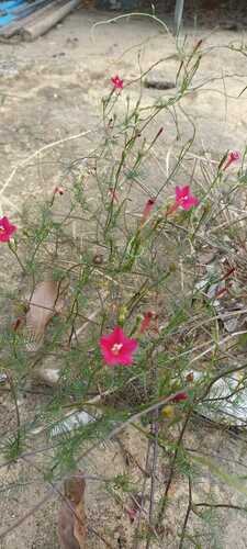 Cypress Vine