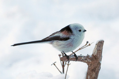 Long-Tailed Tit photo 3