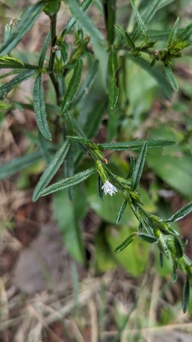 Image of Pseudelephantopus spicatus by (c) Alina Martin, some rights reserved (CC BY)