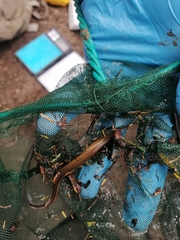 Chilean Lamprey photo 2