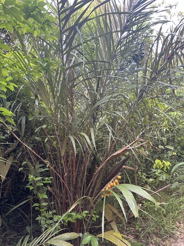 Astrocaryum vulgare