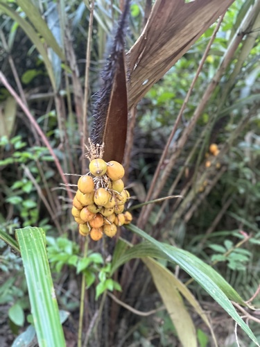 Foto de Tucumã