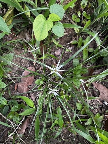 yerba de estrella