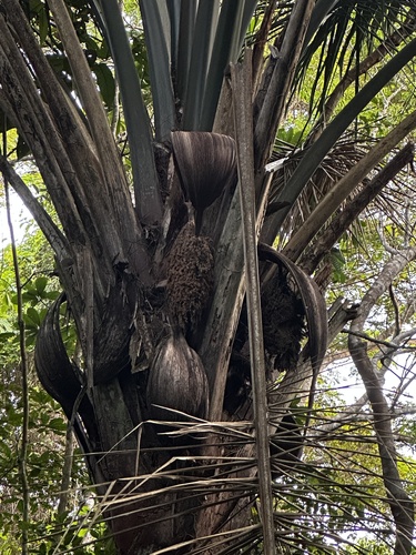 Attalea maripa