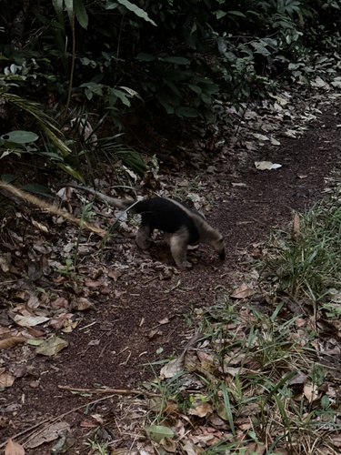 Southern Tamandua