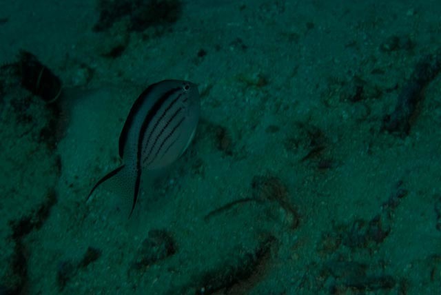 Blackstriped Angelfish