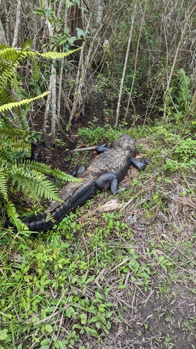 American alligator