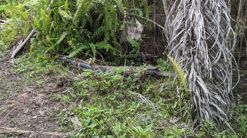 American alligator