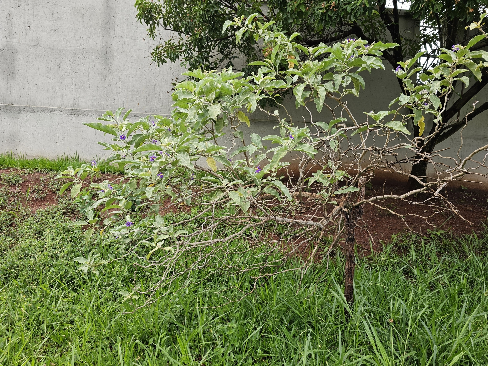 Imagem de Lobeira