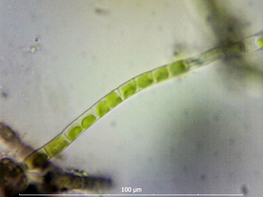 Klebsormidium