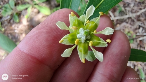 Image of Quillaja lancifolia by (c) Enrique Salazar, some rights reserved (CC BY)