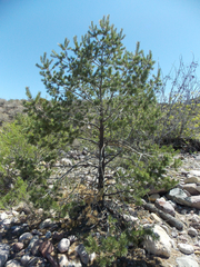 Pinus remota