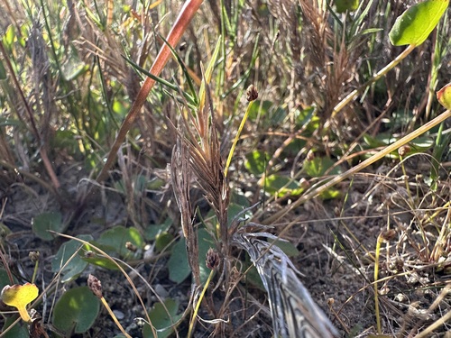 Green-and-red Isolepis (Isolepis bulbifera)