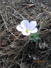 Oxalis hirta