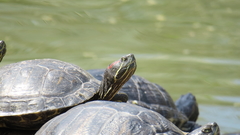 Trachemys scripta