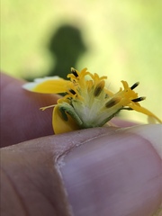 Layia chrysanthemoides