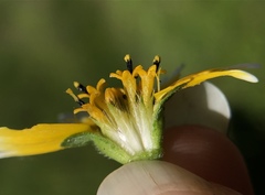 Layia chrysanthemoides