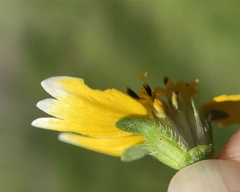 Layia chrysanthemoides