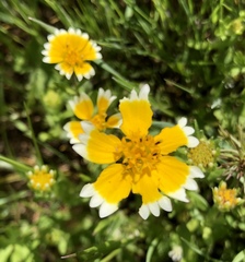 Layia chrysanthemoides