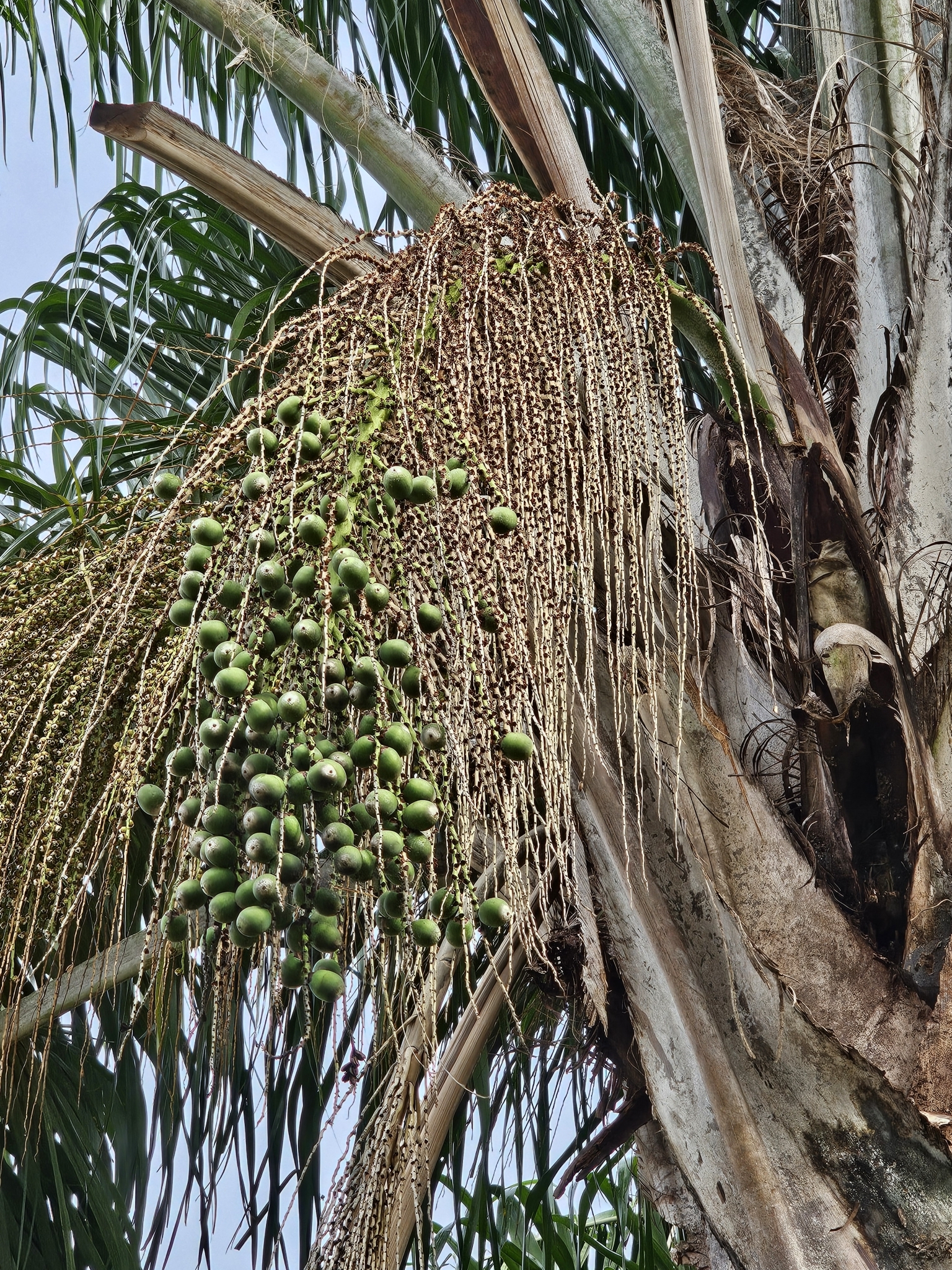 Imagem de Palmeira-imperial