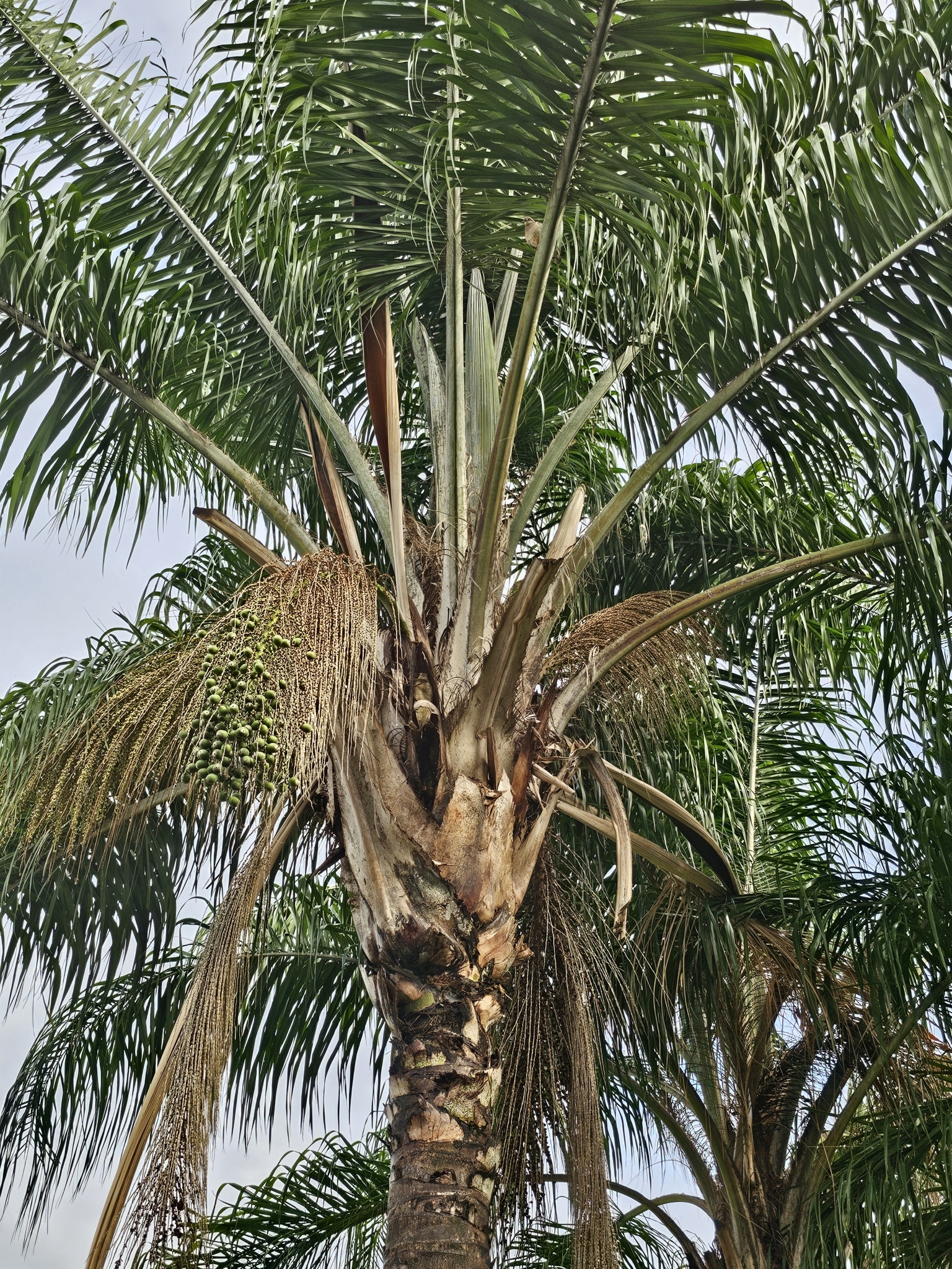 Imagem de Palmeira-imperial