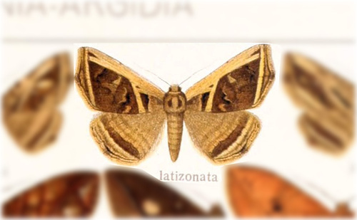 Peteroma latizonata