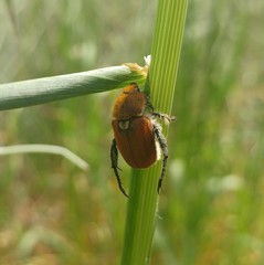 Brancoplia leucaspis vseteckai