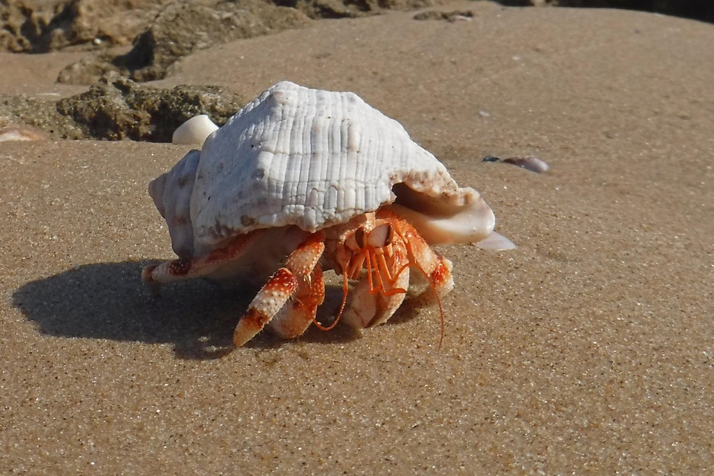 Strawberry Hermit Crab from Xai-Xai, MZ-GA, MZ on December 28, 2015 at ...