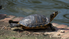 Trachemys scripta scripta