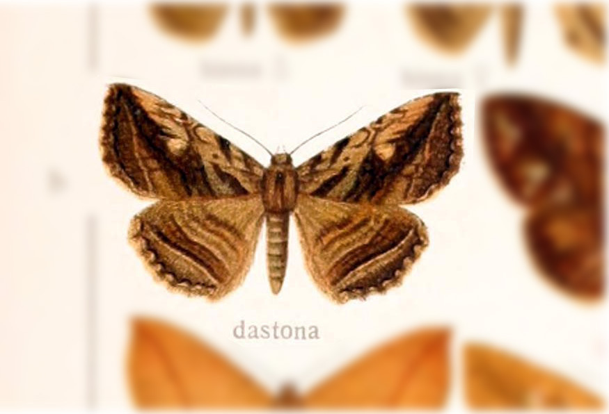 Peteroma dastona
