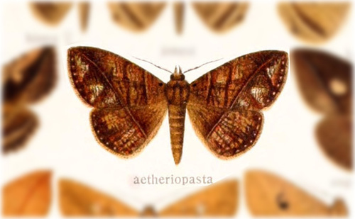 Sipatosia