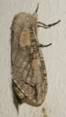 Strigocossus capensis