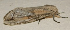 Strigocossus capensis