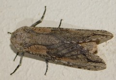 Strigocossus capensis