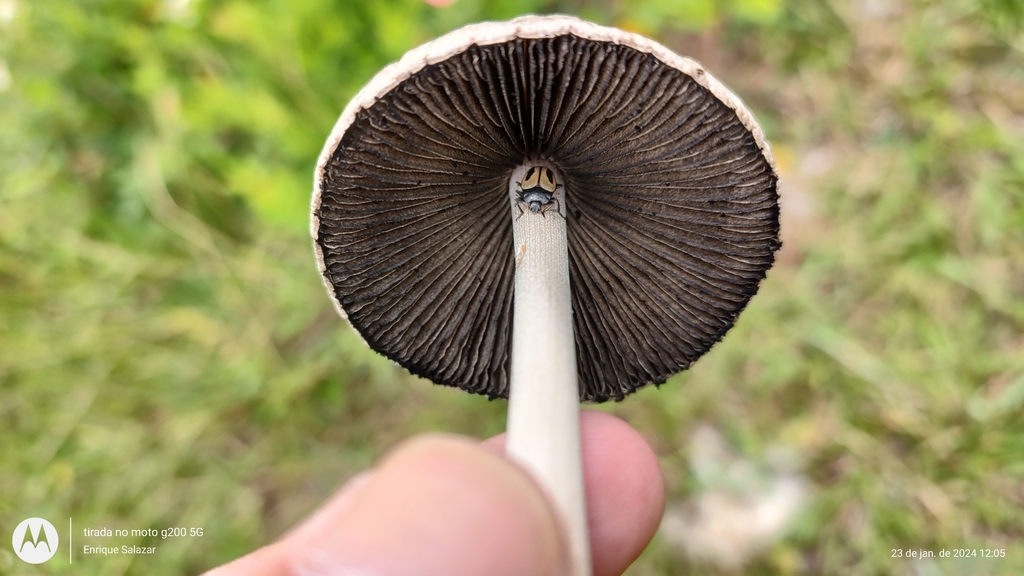 Panaeolus antillarum · January 2024 · photo: © enrique_salazar (iNaturalist, cc-by-nc)